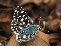 Spialia