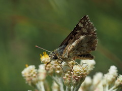Spialia