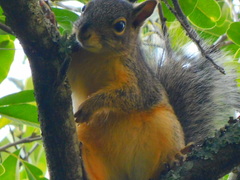 Sciurus oculatus