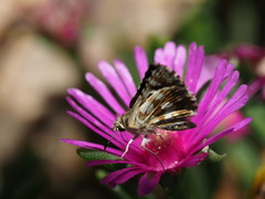 Spialia