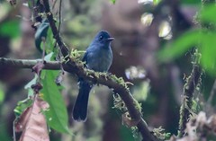 Elminia nigromitrata