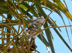 Microspingus cinereus