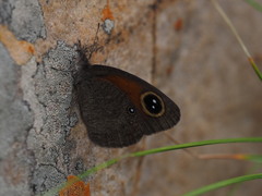 Stygionympha wichgrafi