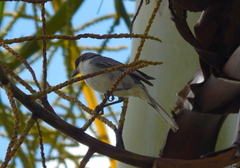 Microspingus cinereus