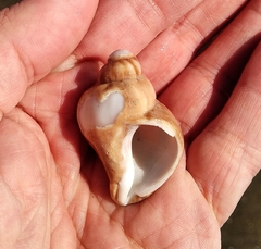 Trophon geversianus