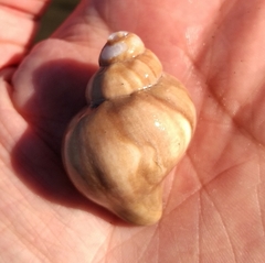 Trophon geversianus