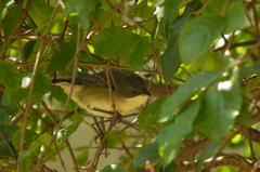 Microspingus cinereus