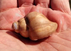 Trophon geversianus