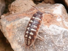 Porcellio ornatus