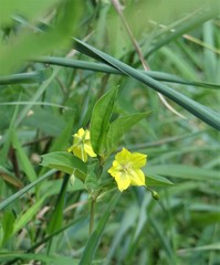 Lysimachia ciliata