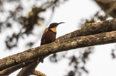 Chalcomitra adelberti