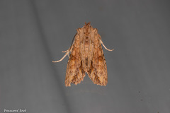 Ichneutica mollis