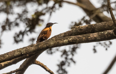 Chalcomitra adelberti