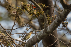 Chalcomitra adelberti