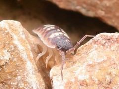Porcellio ornatus