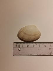 Tapetinae
