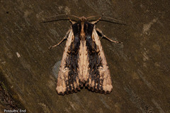 Ichneutica omoplaca