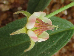 Hermannia tomentosa