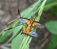 Semioptila