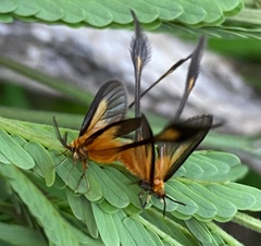 Semioptila