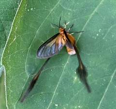Semioptila