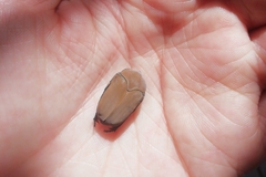 Hologymnetis cinerea