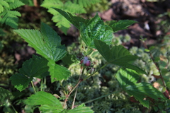 Rubus humulifolius