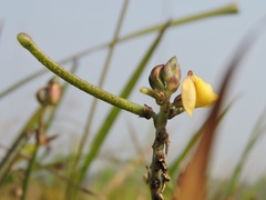 Vigna trilobata