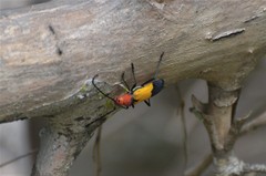 Purpuricenus laetus