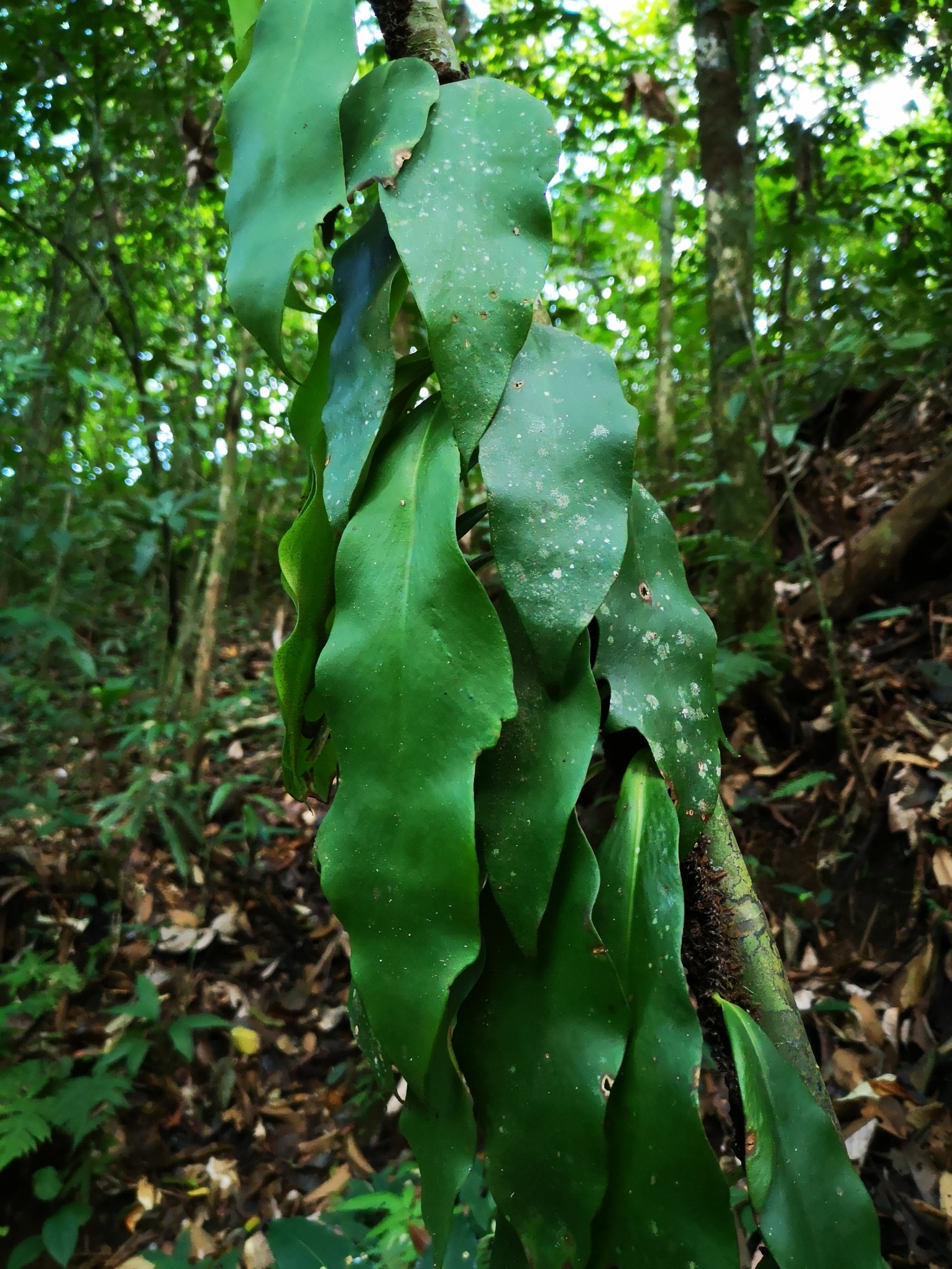 Polytaenium citrifolium
