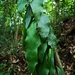 Polytaenium citrifolium - Photo (c) Tom Kirschey, some rights reserved (CC BY-NC), uploaded by Tom Kirschey