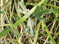 Vigna trilobata