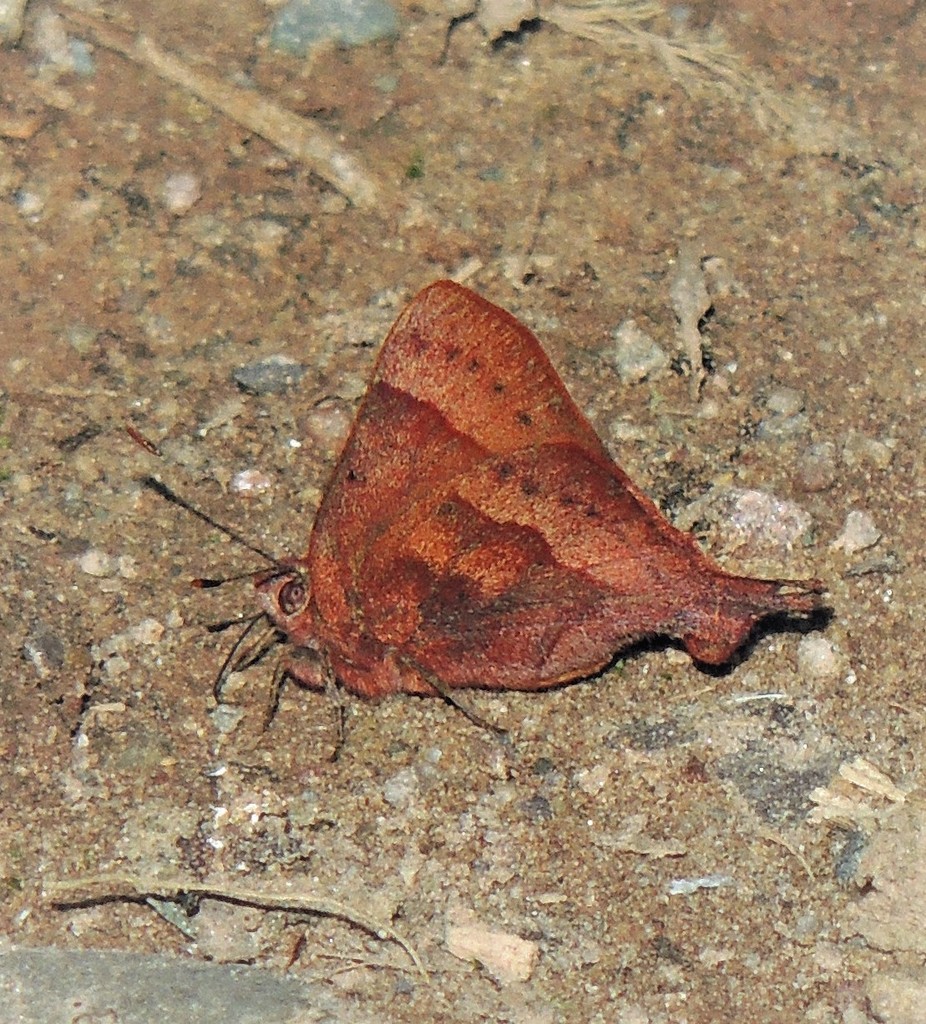 Penaincisalia penai