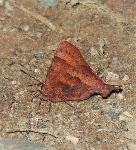 Penaincisalia penai