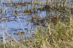 Pardirallus maculatus