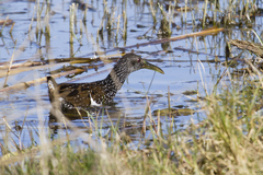 Pardirallus maculatus