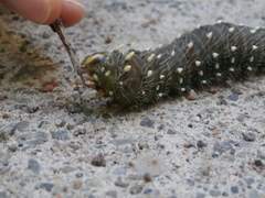 Eacles imperialis pini