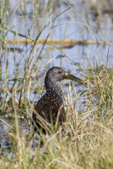 Pardirallus maculatus