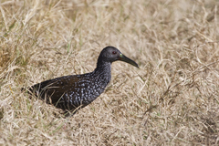 Pardirallus maculatus