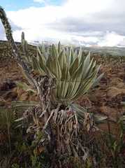 Espeletia pycnophylla