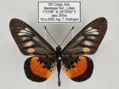 Acraea peneleos