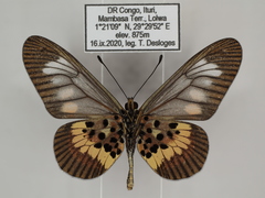 Acraea peneleos