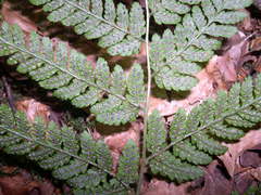 Dryopteris aemula