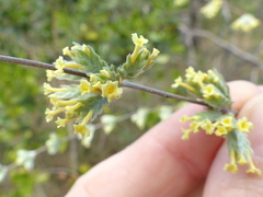 Lippia sericea