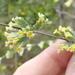 Lippia sericea - Photo (c) Carlos A S Correia, some rights reserved (CC BY-NC), uploaded by Carlos A S Correia