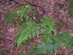 Dryopteris aemula
