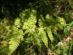 Dryopteris aemula
