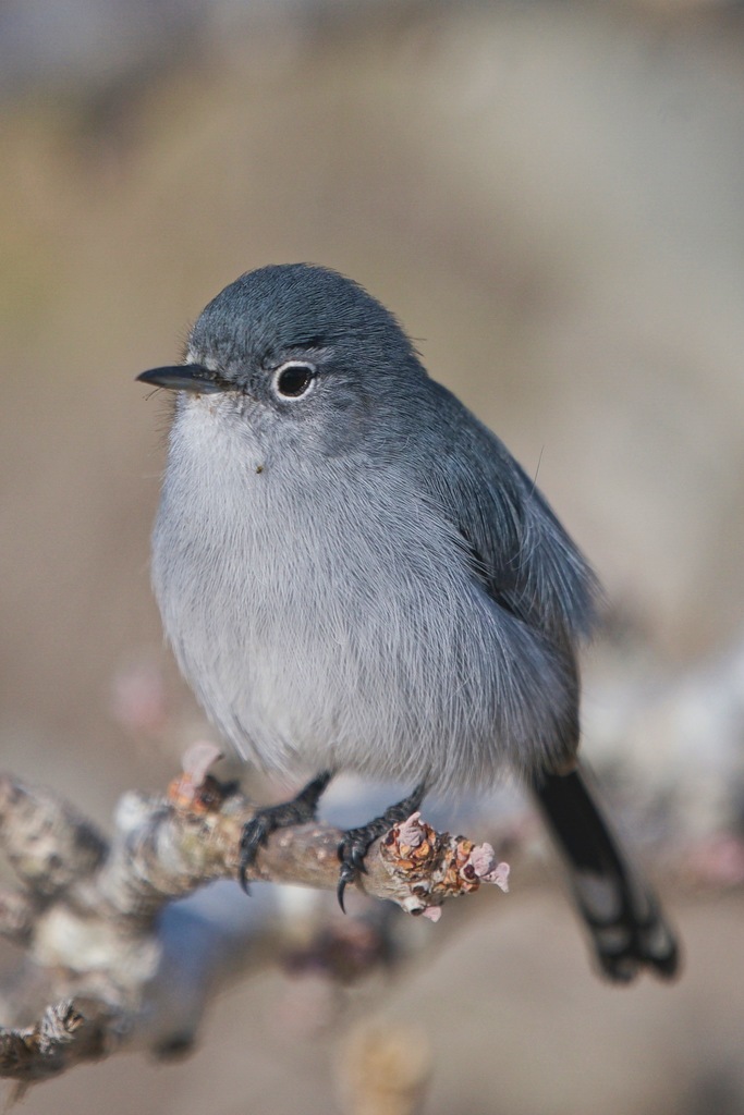 coastal California gnatcatcher