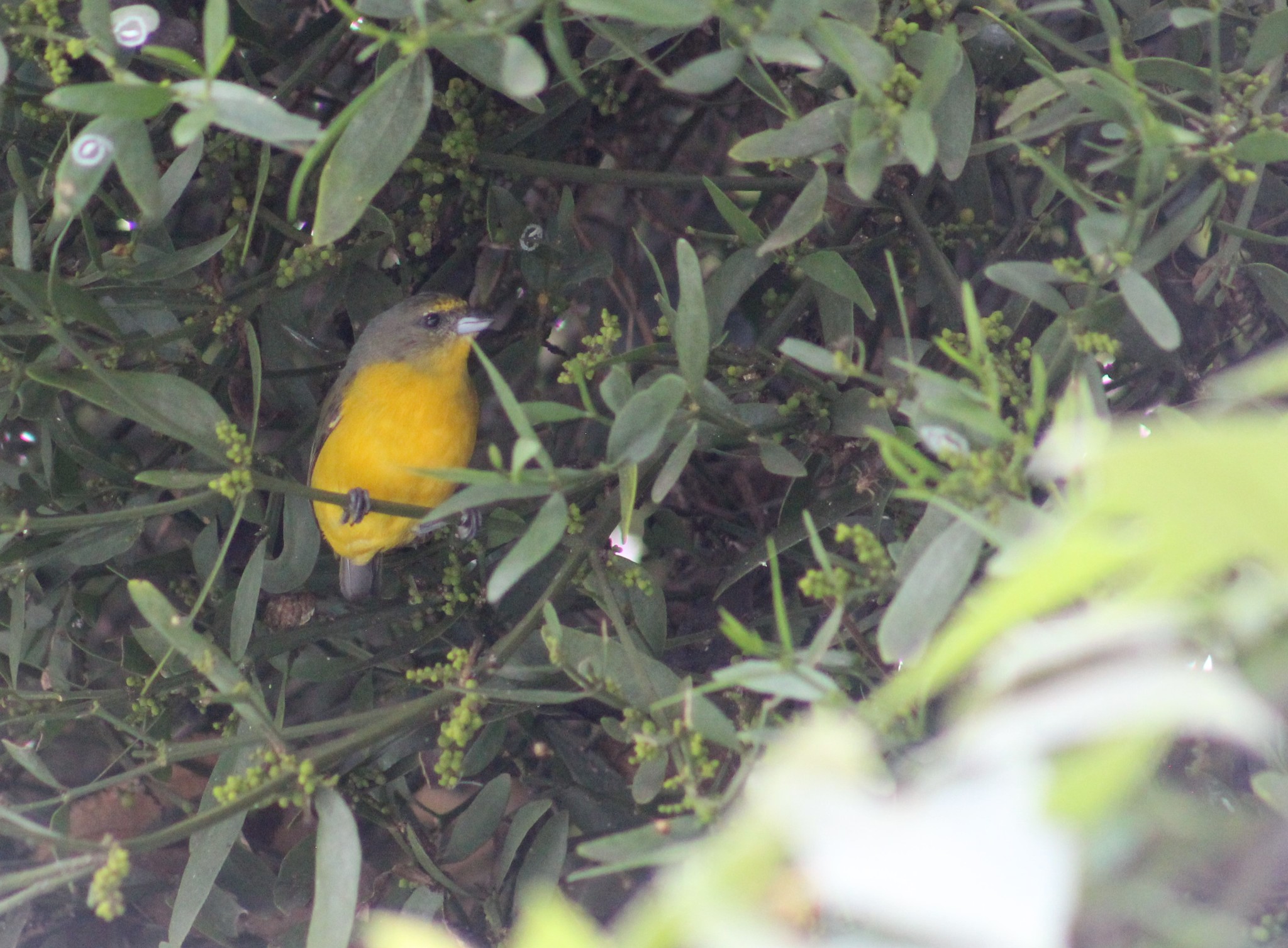 Velvet-fronted Euphonia illustration