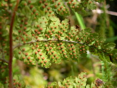 Dryopteris aemula